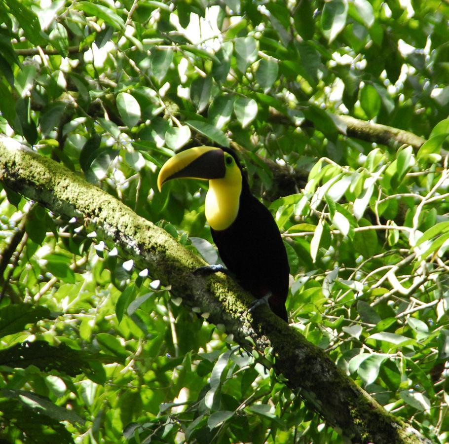 La Foresta Nature Resort Quepos Exterior foto